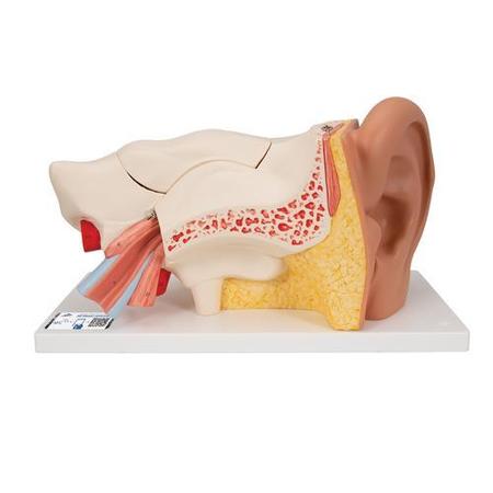 3B SCIENTIFIC Ear, 3 times life-size, 6 part - w/ 3B Smart Anatomy 1000251